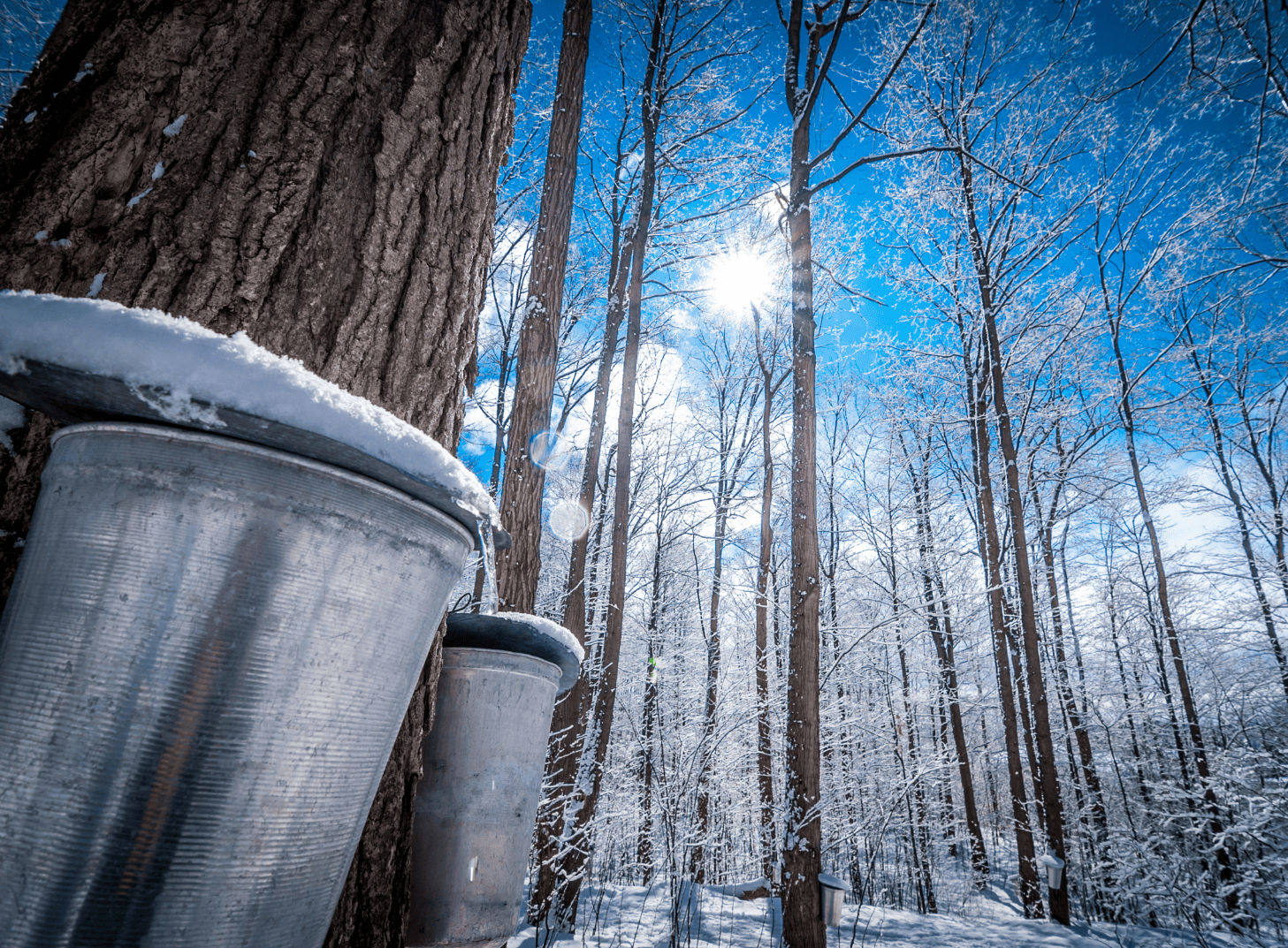 Foresta di aceri in Quebec